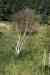 200908010165.JPG - 2009:08:01 13:15:04