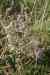 200908010172.JPG - 2009:08:01 13:15:32