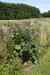 200908010187.JPG - 2009:08:01 13:17:35