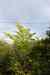 200908010318.JPG - 2009:08:01 13:48:42
