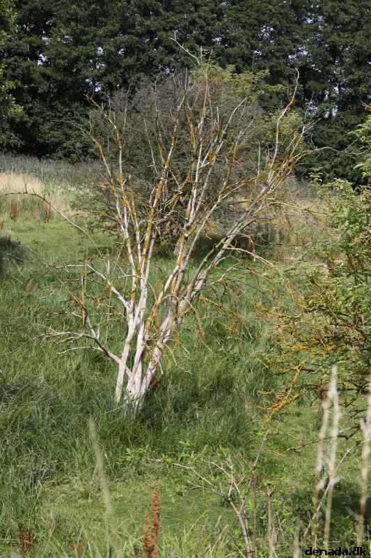 * Image 59