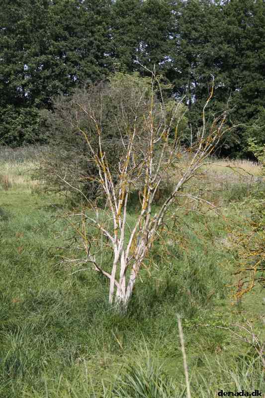 * Image 61