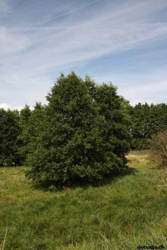 * Image 62