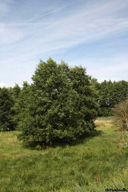 * Image 63