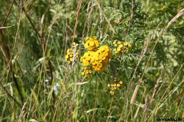 * Image 13