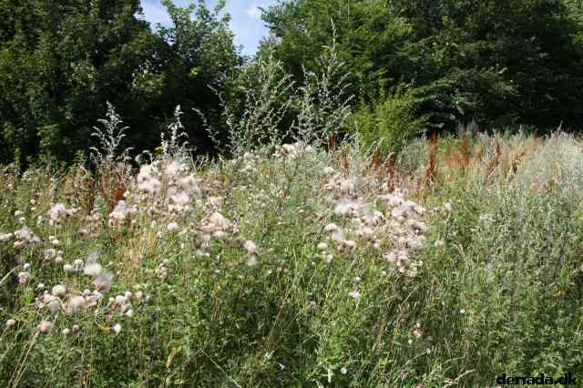 * Image 19
