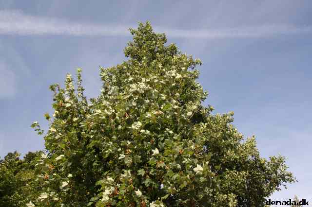 * Image 21