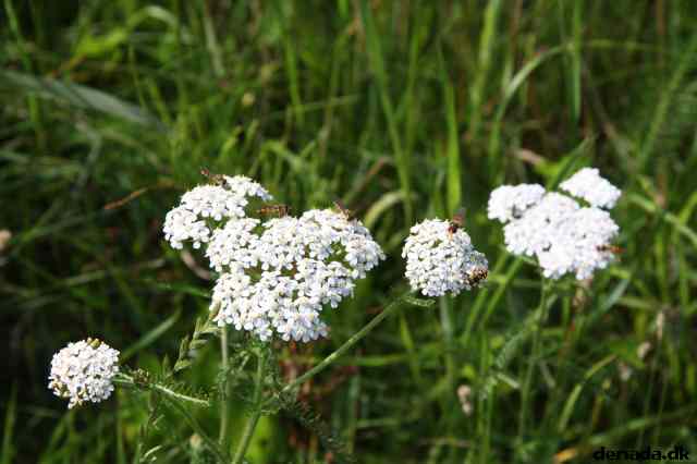 * Image 24