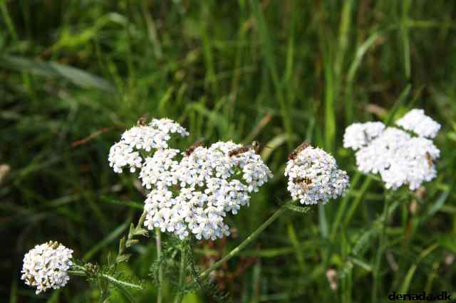 * Image 25
