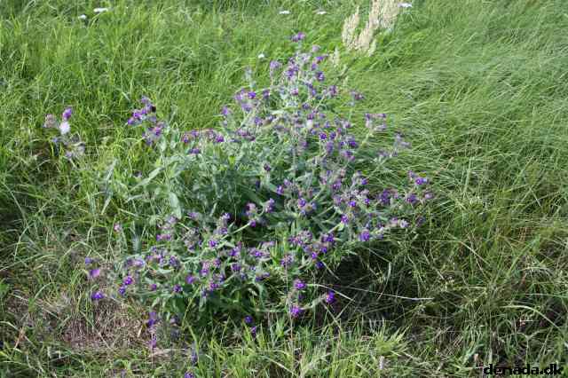 * Image 34