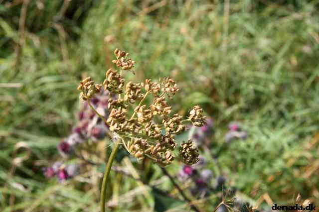 * Image 54