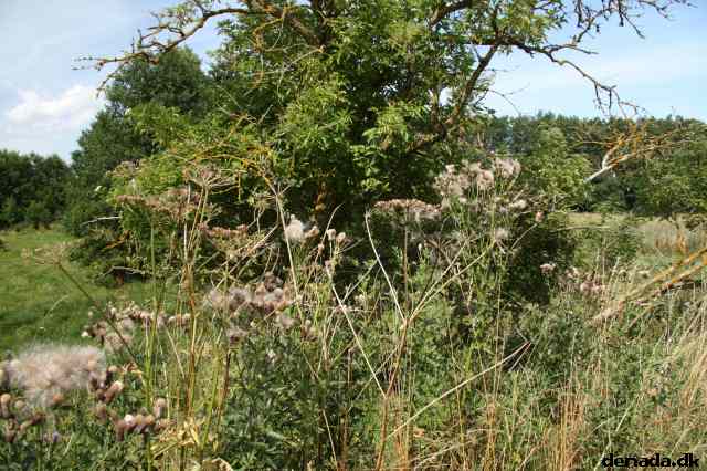 * Image 66