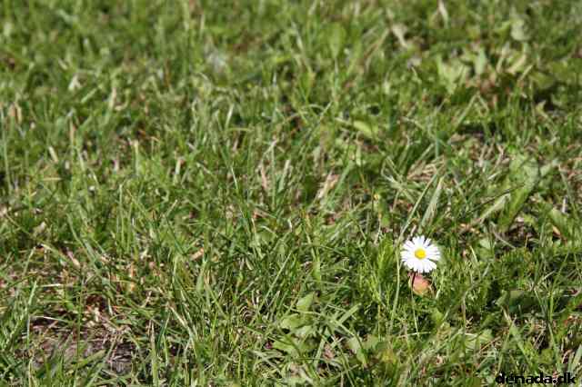 * Image 75