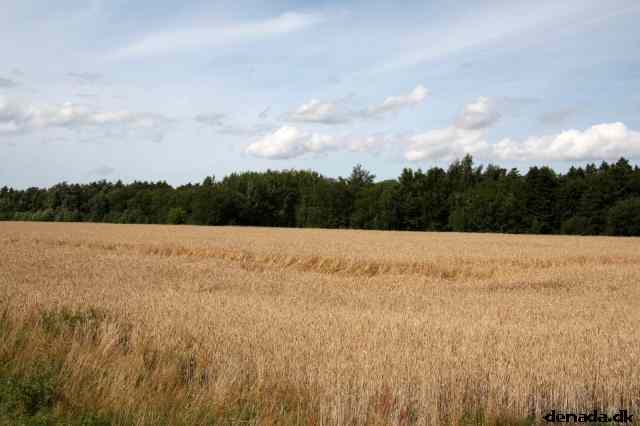 * Image 79