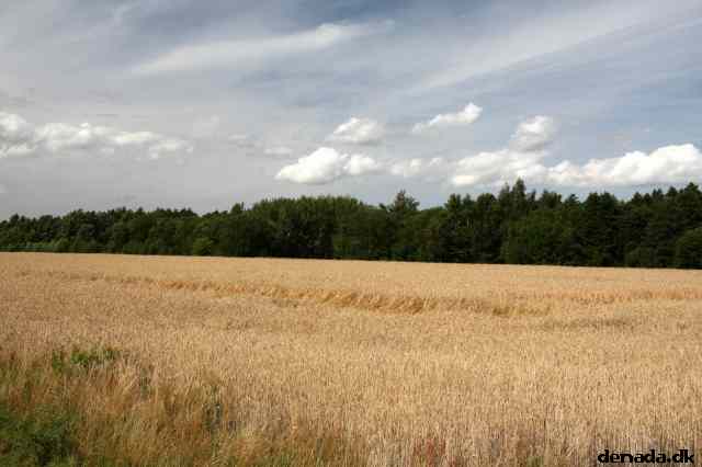 * Image 80
