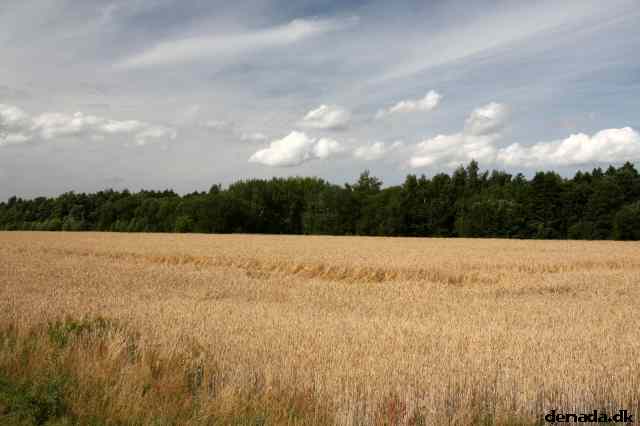 * Image 81