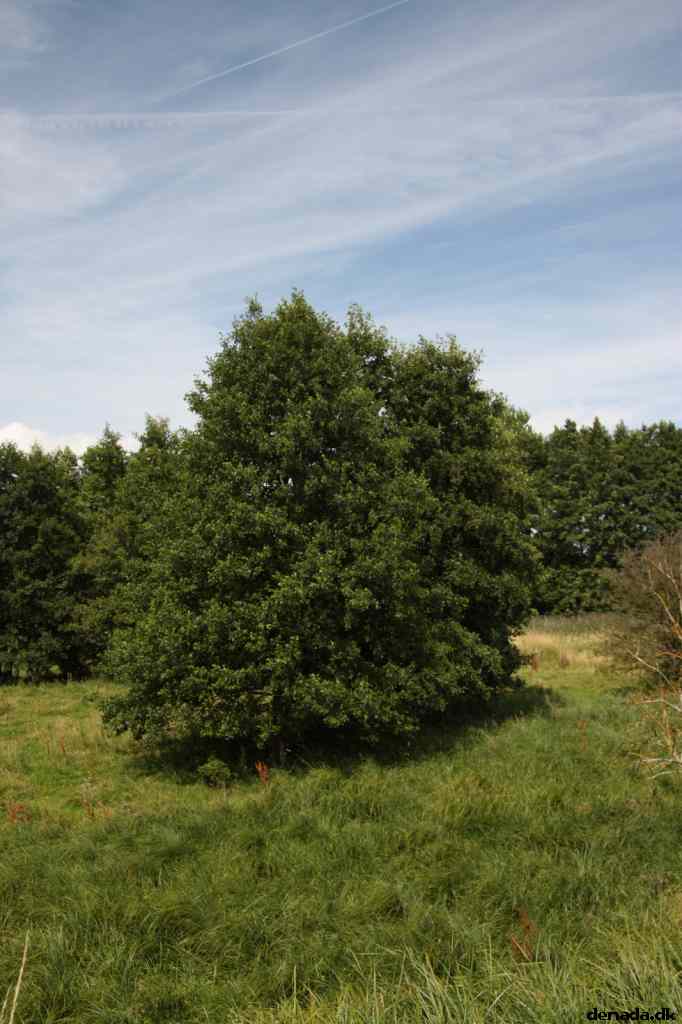 * Image 62