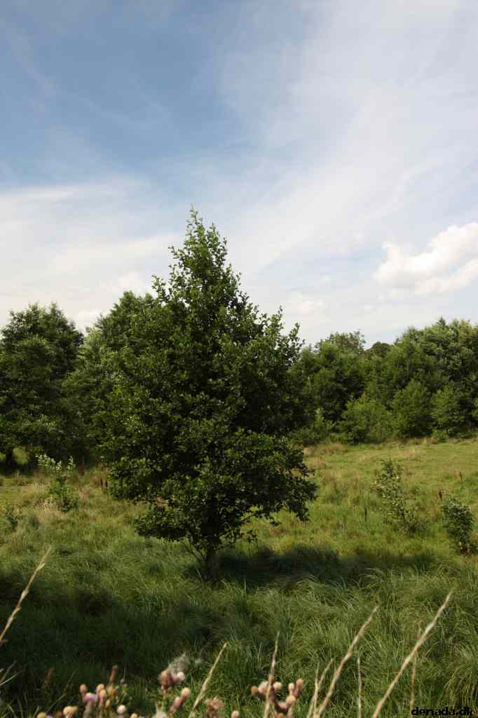 * Image 64