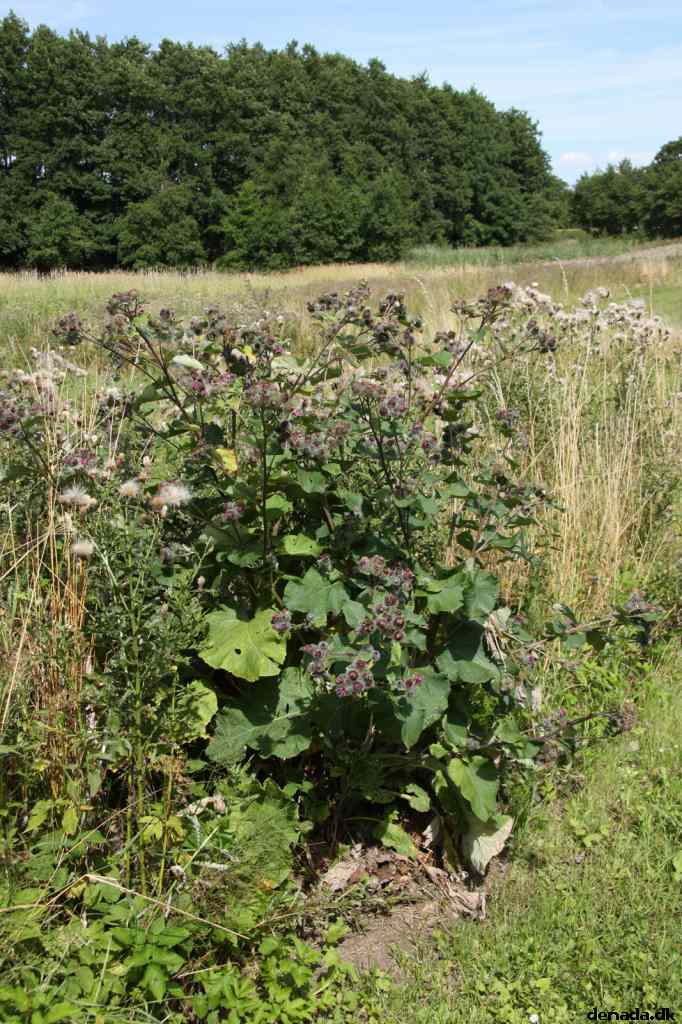 * Image 67