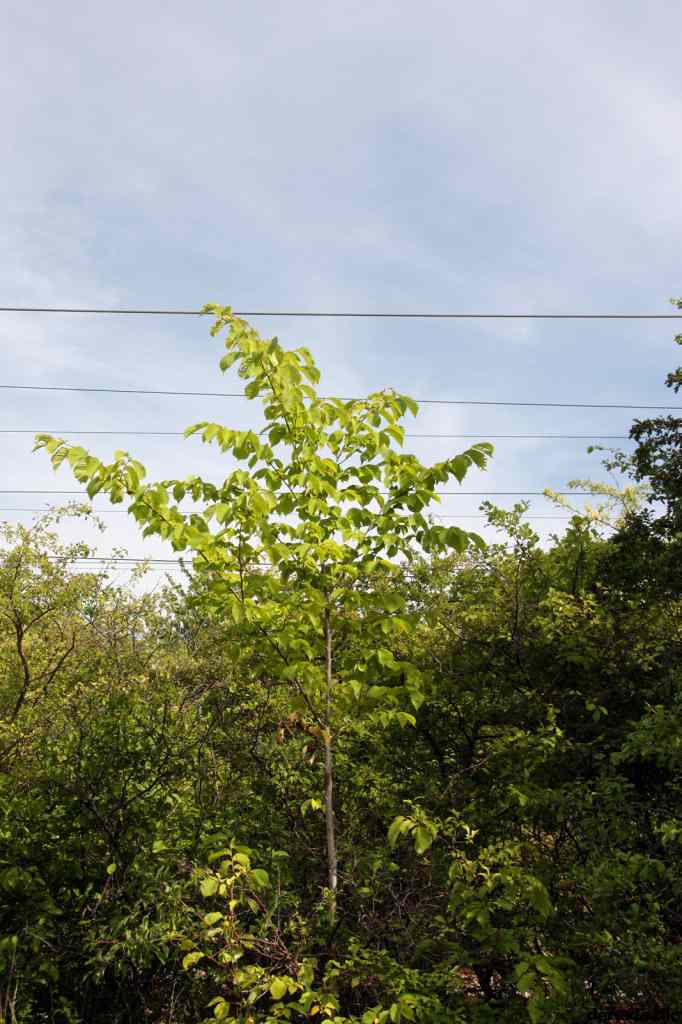 * Image 86