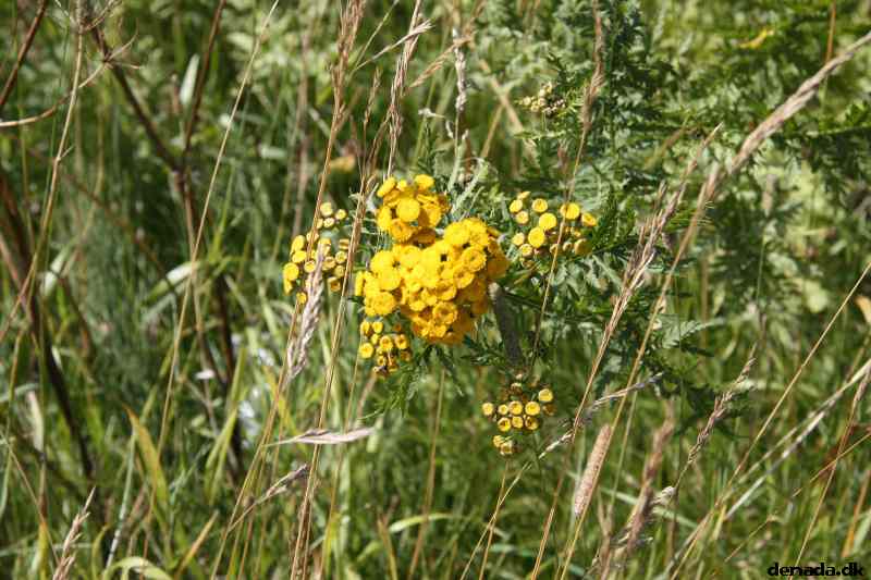 * Image 11