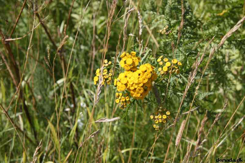 * Image 12