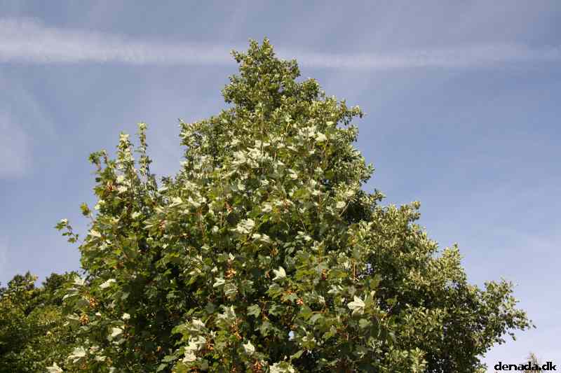 * Image 21