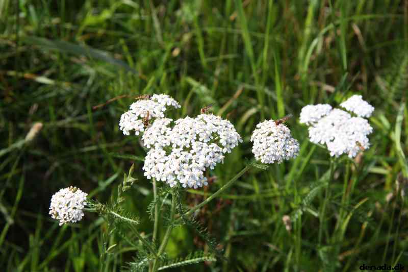 * Image 23