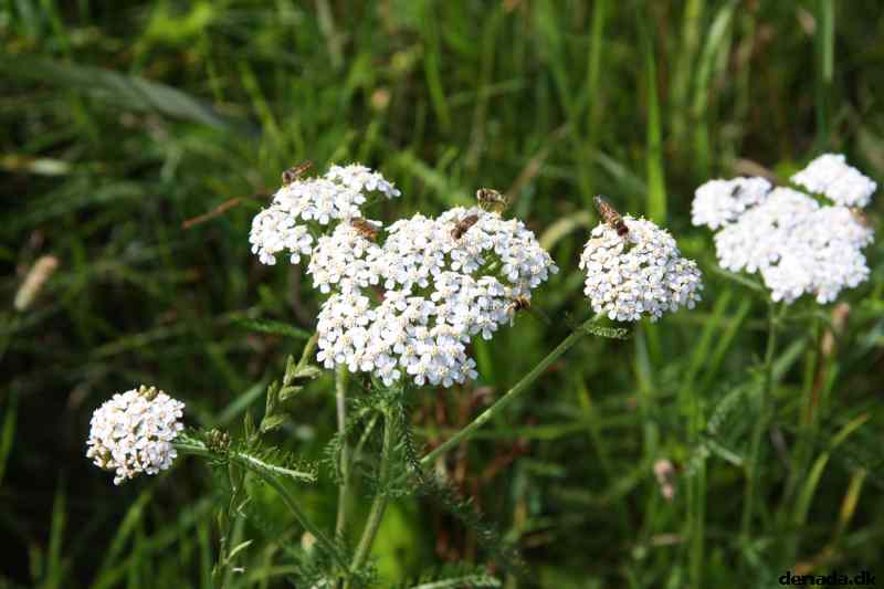 * Image 26