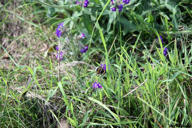 * Image 37