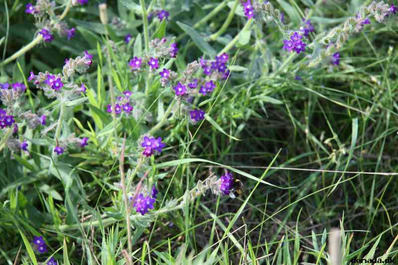 * Image 39