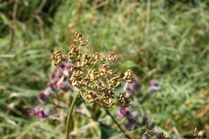 * Image 54