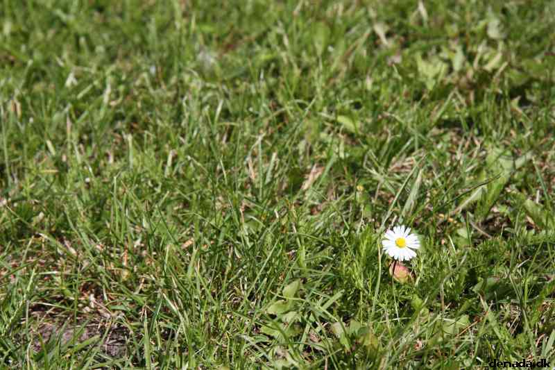 * Image 75