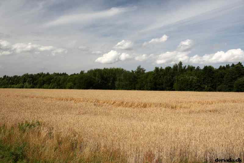 * Image 81