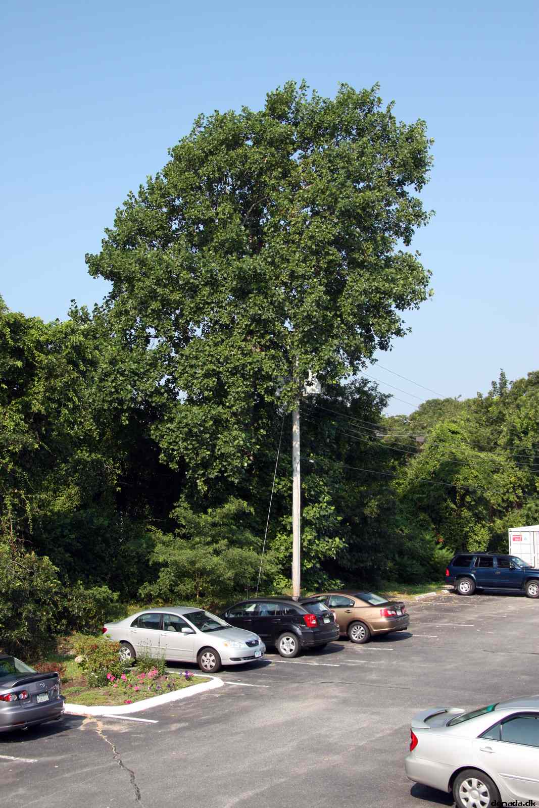 * Image 6