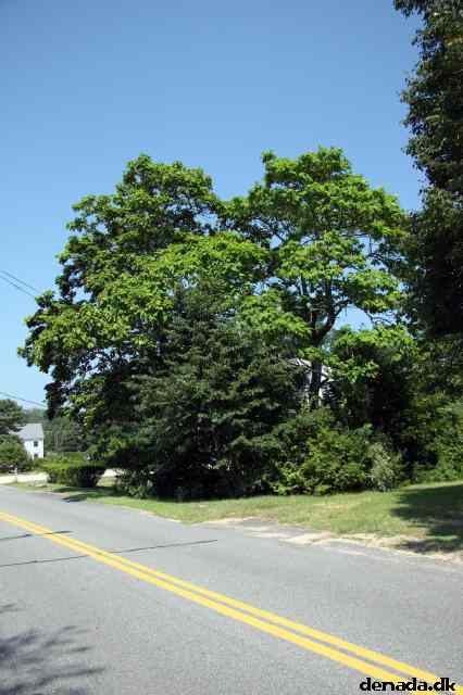 * Image 31