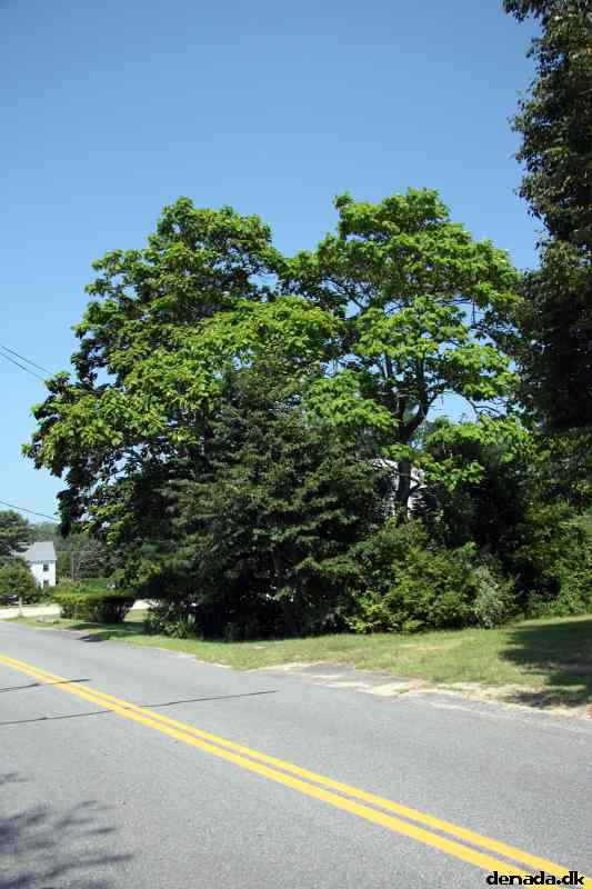 * Image 31