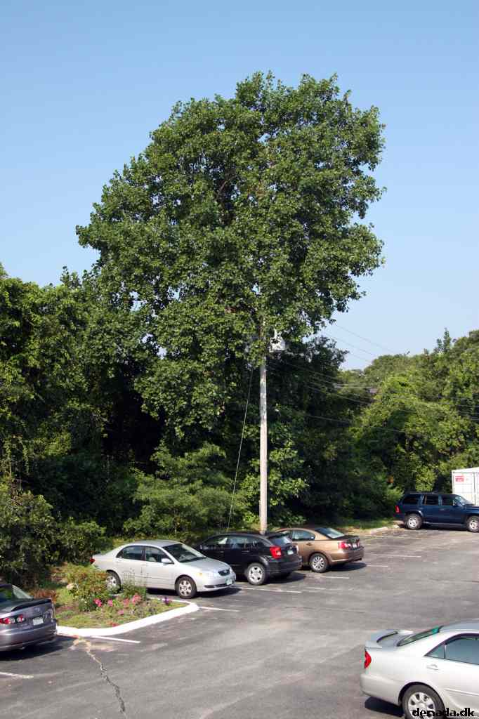 * Image 6