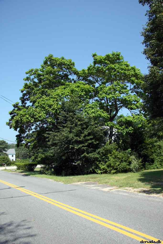 * Image 31