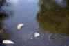 200908190047m.jpg - 2009:08:19 13:23:40