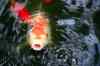 200908190095m.jpg - 2009:08:19 13:46:30