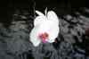 200908190098m.jpg - 2009:08:19 13:46:38