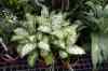 200908190114m.jpg - 2009:08:19 13:50:16