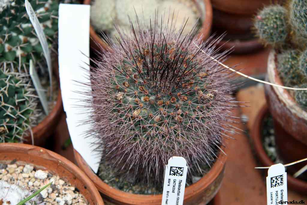* Image 39