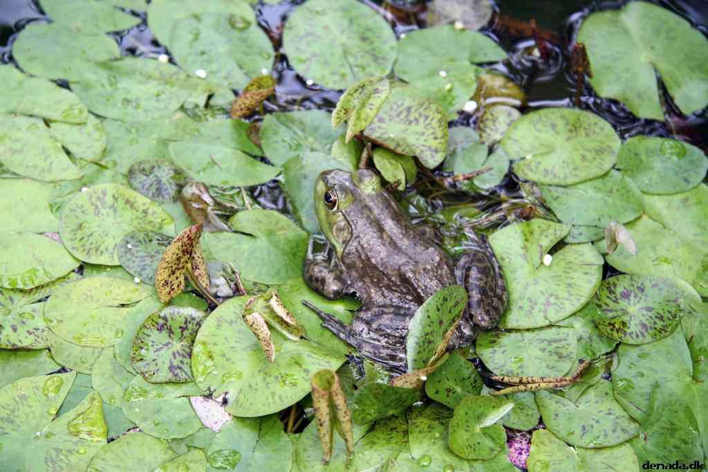 * Image 51