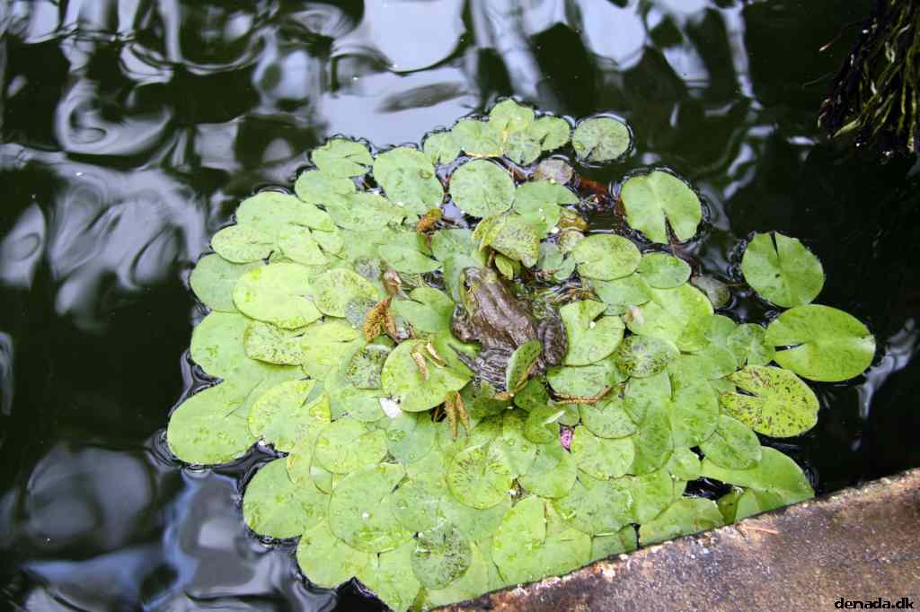 * Image 52
