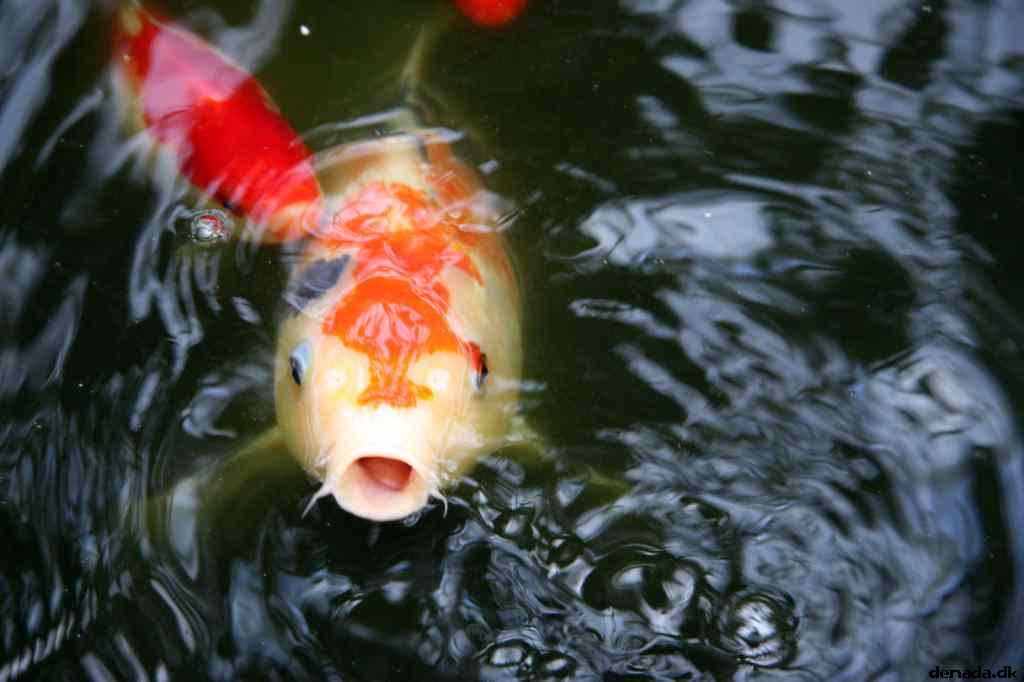 * Image 54