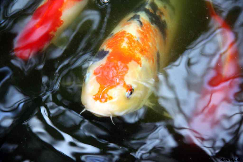 * Image 55