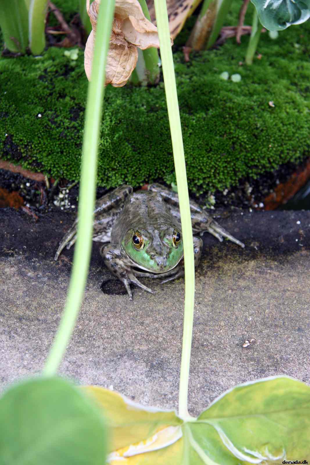 * Image 59