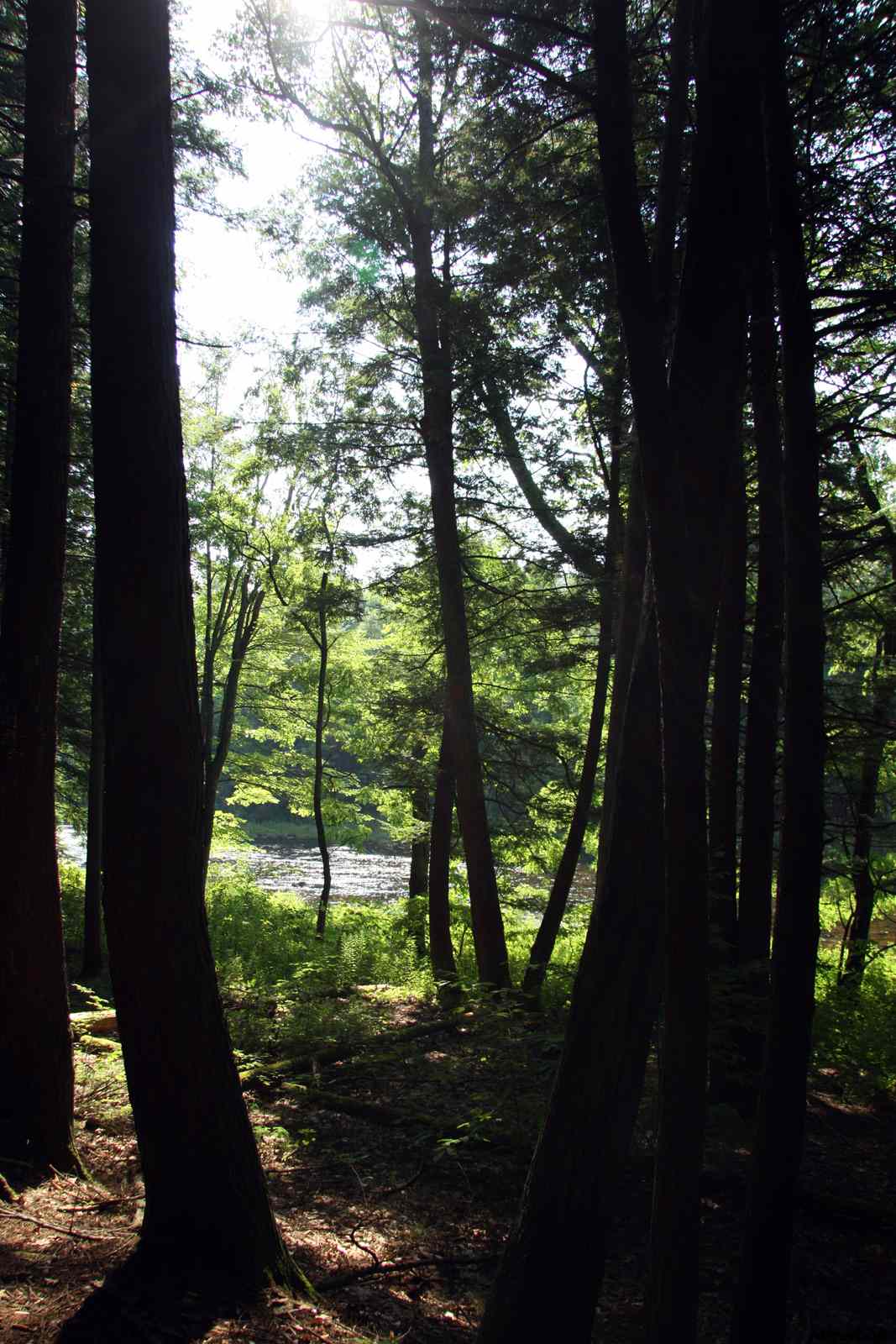 * Image 92
